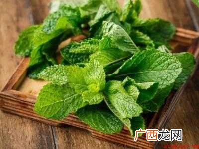 薄荷和不可食用薄荷怎么区分 食用薄荷和不可食用薄荷怎么区分
