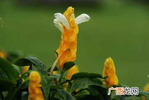 金苞虾衣花好养吗 虾衣花的养殖方法和注意事项