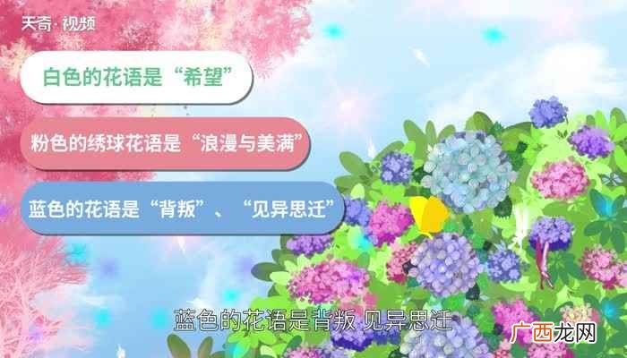 不同颜色的绣球花有不同 绣球花花语