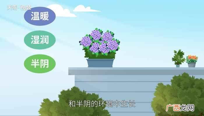 不同颜色的绣球花有不同 绣球花花语