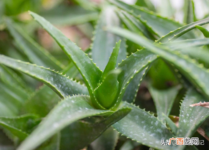 芦荟叶子发黄处理与养护方法 芦荟叶子发黄干瘪枯萎怎么办