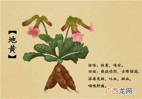 生地黄的形状:多呈不规则的团块状或长圆形 地黄有几种,生地黄和熟地黄的区别
