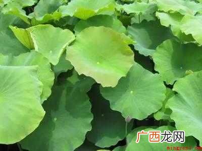 新鲜荷叶怎么处理蒸东西