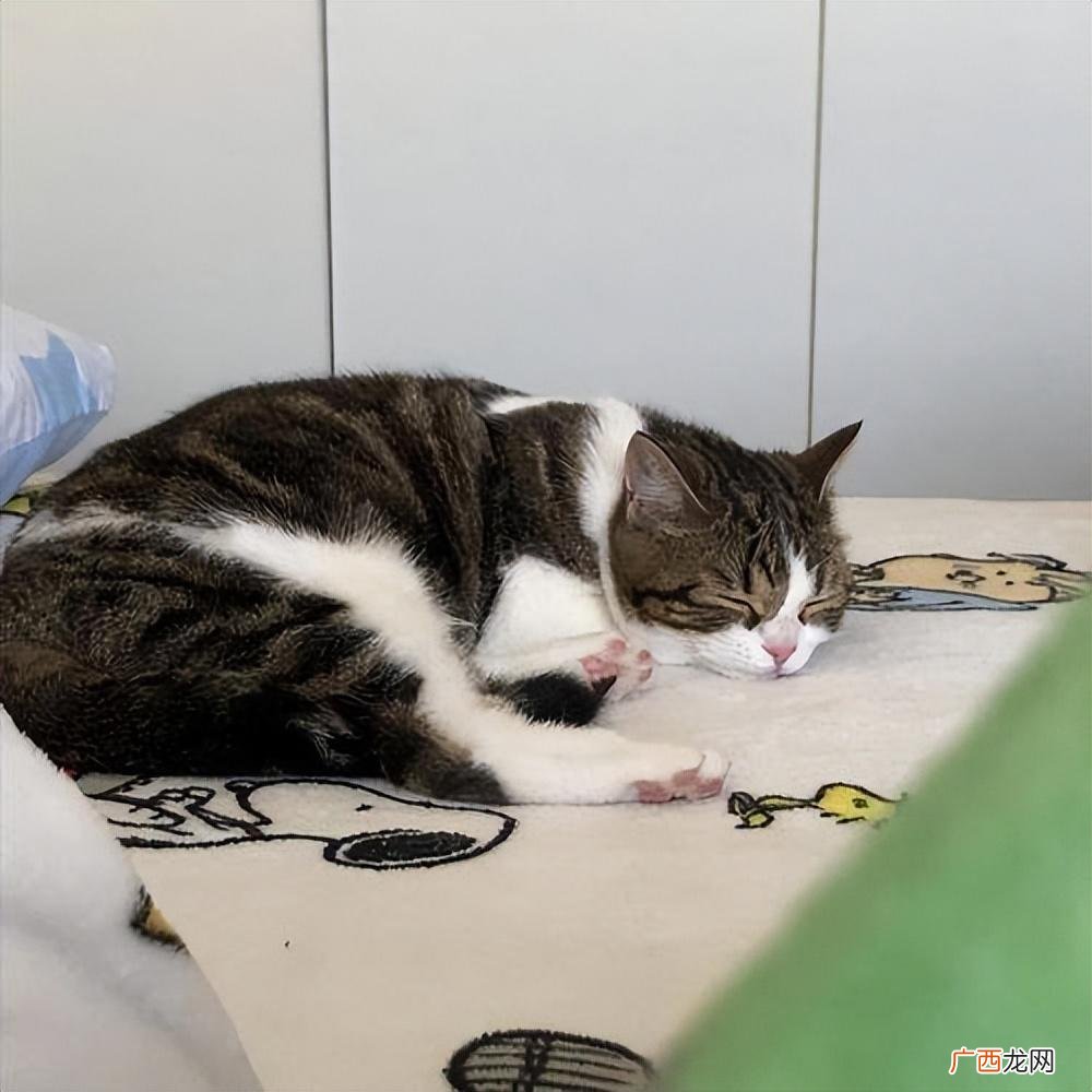 猫咪这些表现，代表它很痛苦 猫生病会出现哪些症状