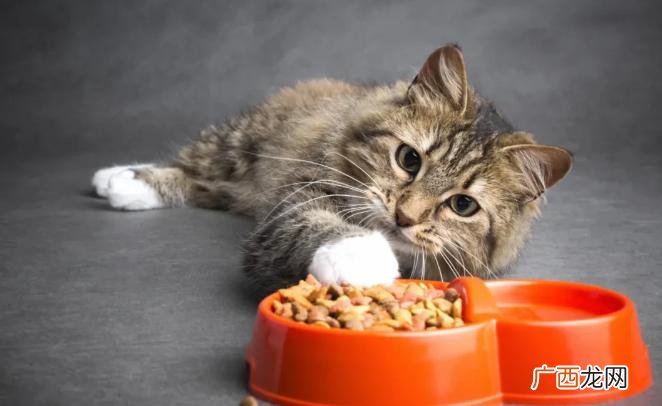 两个月猫咪呕吐是什么原因 小猫吐食物是怎么回事