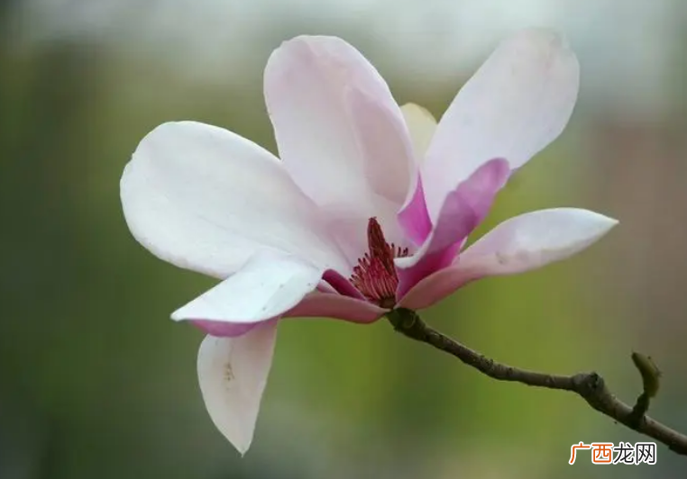 玉兰花招鬼吗 玉兰为什么称为鬼花