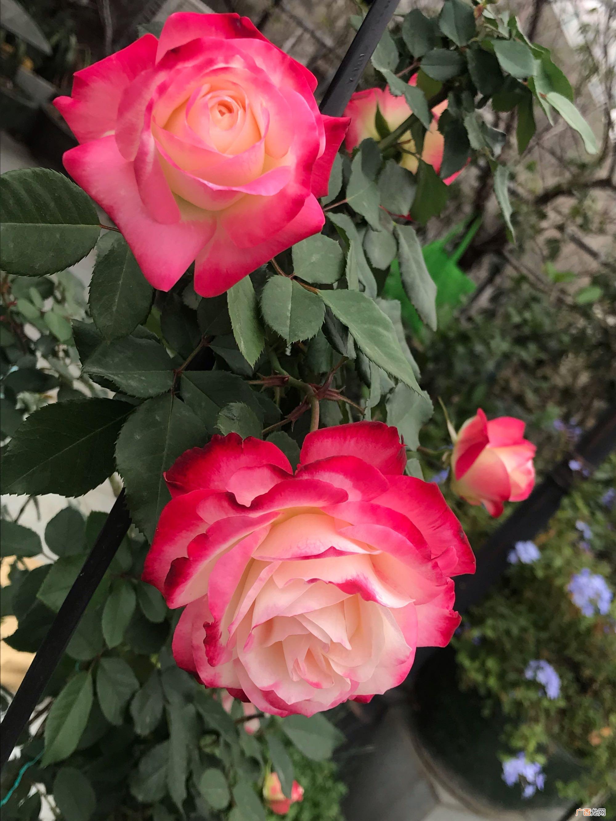 月季花红双喜这个品种抗病性怎么样 月季红双喜优缺点