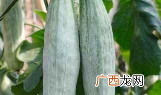羊角脆甜瓜北方应在12月中下旬定植 羊角酥瓜什么时候种植