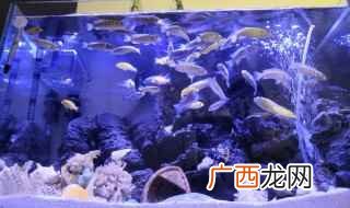 三湖慈鲷可以和同产地非洲慈鲷、霸王短鲷、阿莲卡袖等混养吗- 三河湖慈鲷能和什么鱼混养