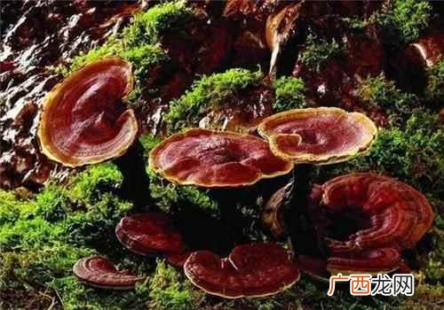 灵芝怎么吃效果最好呢 灵芝怎么吃效果最好