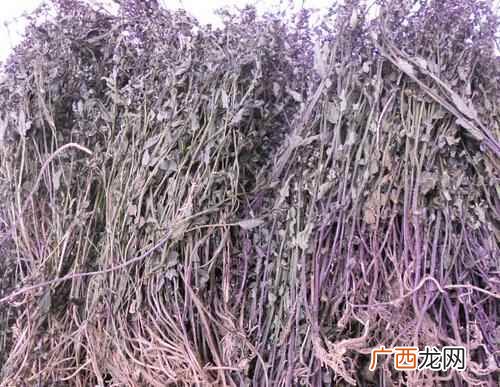 活血祛瘀半枝莲有消炎、散瘀止血的作用 半枝莲的功效与作用,半枝莲有什么功效