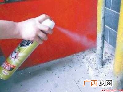 苍蝇卵怎么消灭干净的具体操作步骤 苍蝇卵怎么消灭干净