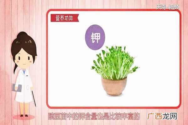 豌豆苗还有哪些不一样的做法 豌豆苗的功效与作用