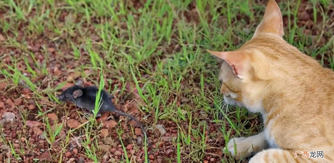 猫是对老鼠身上的病菌免疫吗 猫吃老鼠不怕细菌吗