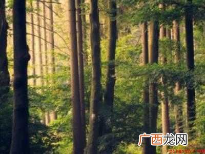 纸是怎么做的具体操作步骤 纸是怎么做的