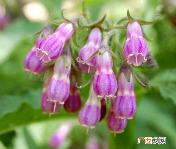 中药美白祛斑秘方 中药美白祛斑
