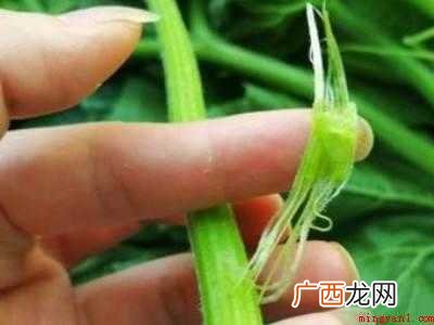 南瓜尖怎么处理干净的具体操作步骤 南瓜尖怎么处理干净