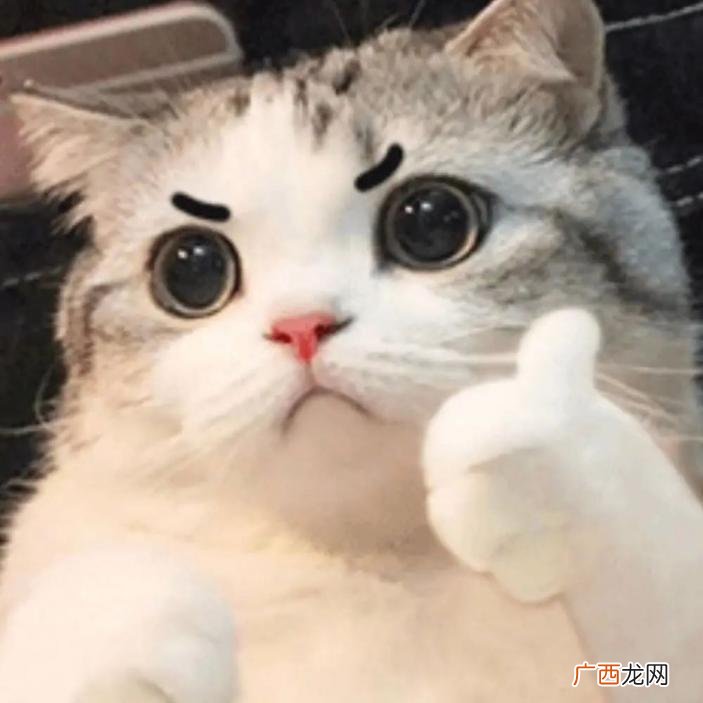母猫怀孕后有什么表现 母猫怀孕多久生小猫