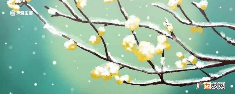 梅花的象征意义是什么 梅花的象征意义