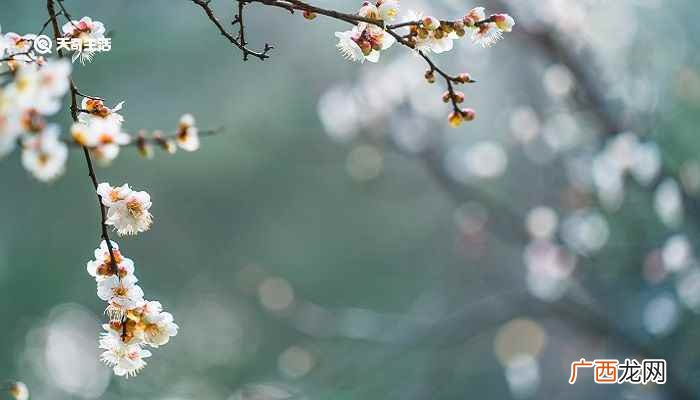 梅花的象征意义是什么 梅花的象征意义