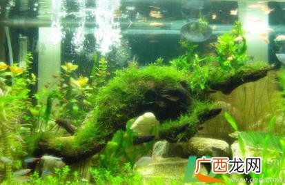 田螺能除鱼缸水藻吗 鱼缸水藻泛滥怎么办
