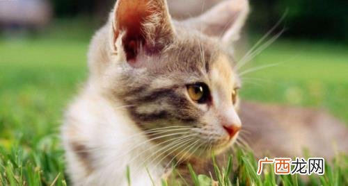 猫咪耳朵凉凉的正常吗 猫咪鼻子凉凉的代表健康吗