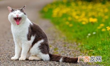 小猫哈人要强摸吗 小猫对人哈气什么意思