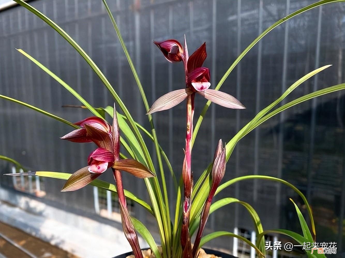 适合新手的6种兰花图片 什么兰花品种最好最香