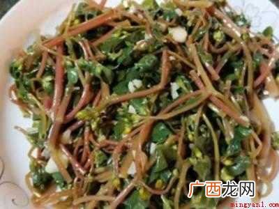 马齿苋怎么做才好吃营养的具体操作步骤 马齿苋怎么做才好吃营养