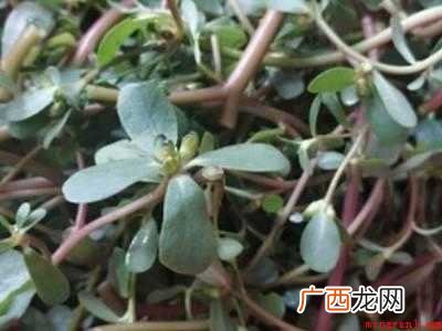 马齿苋怎么做才好吃营养的具体操作步骤 马齿苋怎么做才好吃营养