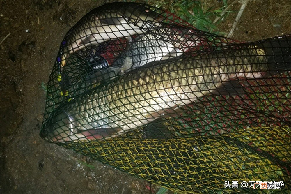 盛夏夜钓草鱼怎么钓技巧方法 夜钓草鱼钓底还是钓浮