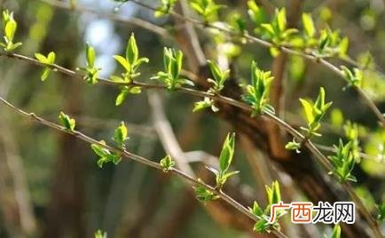 白天打春和晚上打春有啥区别 2022白天打春好还是晚上打春好