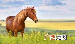 马用英语怎么读音 马用英语怎么读