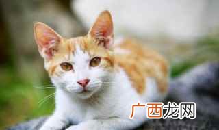 猫春天掉毛严重怎么办 猫毛掉得很严重怎么办