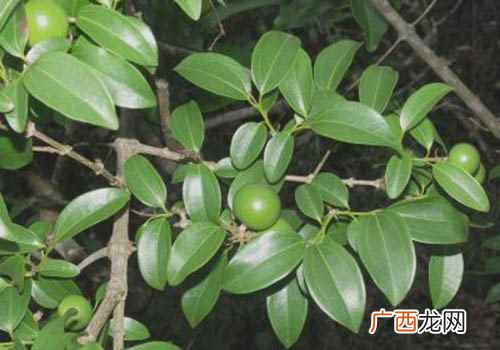 马钱子的功效与作用及禁忌症 马钱子的功效与作用及禁忌