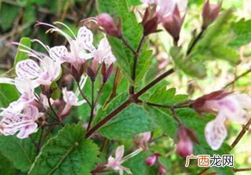 冬凌草的功效与作用图片 冬凌草的功效与作用