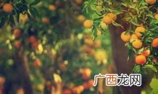 南方庭院适合种什么树 南方庭院适合种什么大树