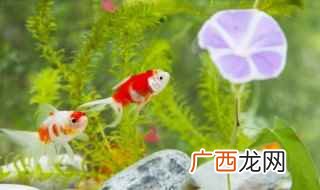 孔雀鱼尾巴并拢怎么办 为什么孔雀鱼的尾巴粘在了一起