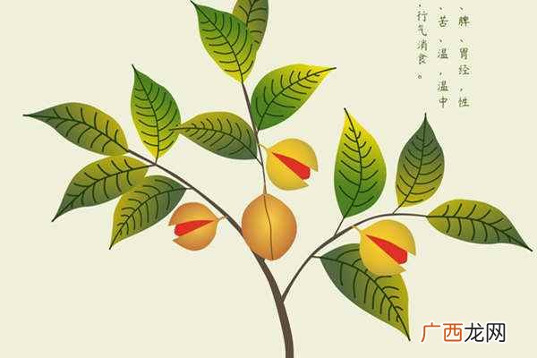 豆蔻的功效与作用 豆蔻的功效与作用是什么