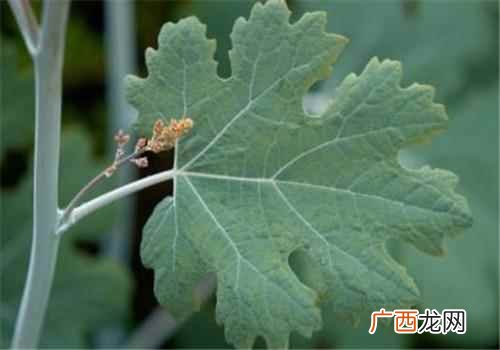博落回中生物碱是抗菌作用的有效成分 博落回的功效与作用,博落回的营养价值