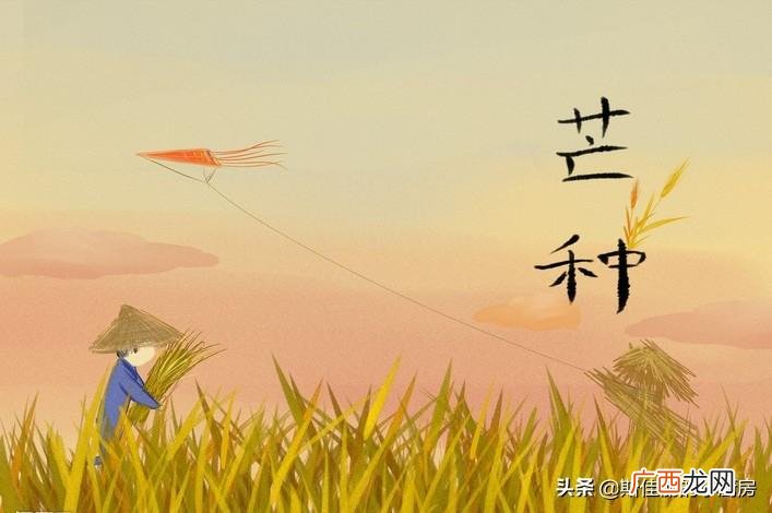 芒种节气吃3样做3事的讲究 芒种要做什么事情