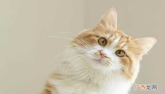 梦见猫和老鼠的梦境解析 梦到猫和老鼠