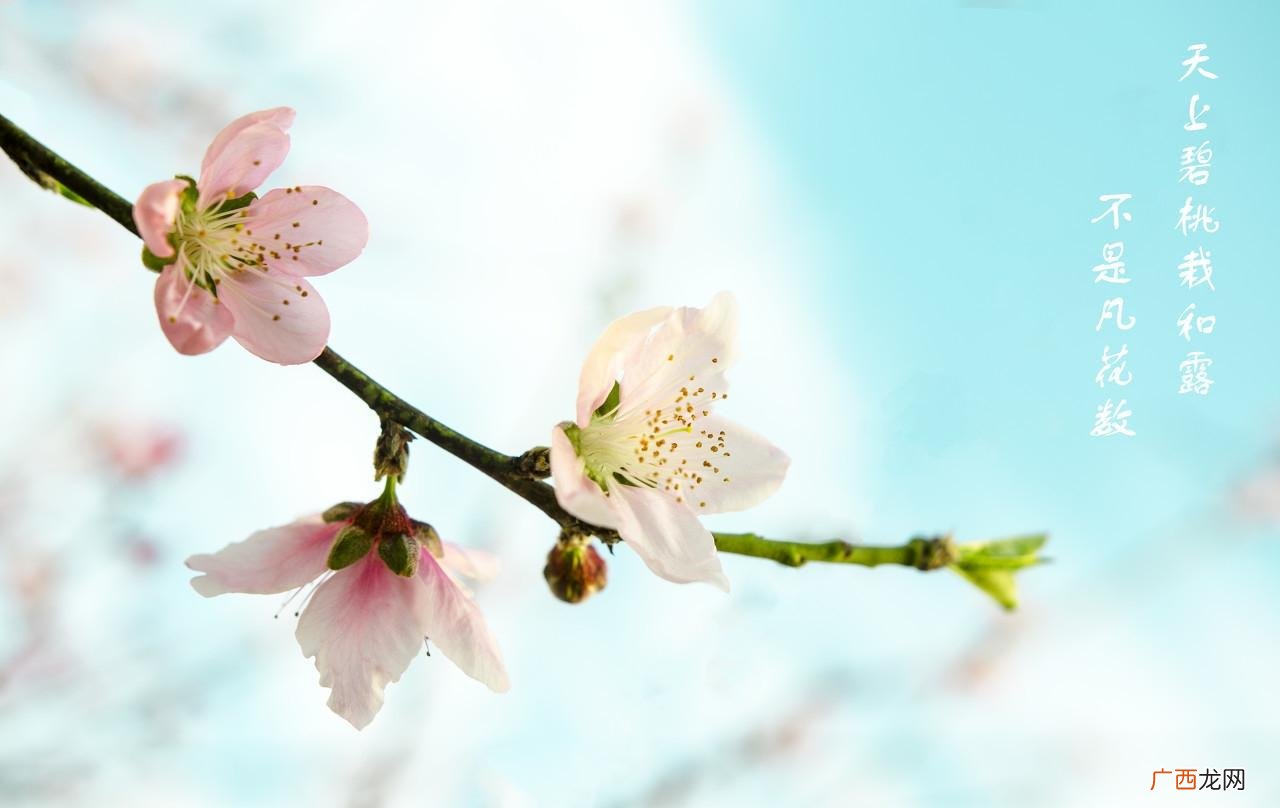 含有花字的诗句大全 带花的古诗词飞花令
