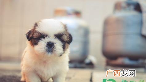 茶杯犬多少钱一只最便宜 茶杯犬多少钱一只