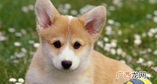 感染犬瘟多久发病最晚 感染犬瘟多久发病