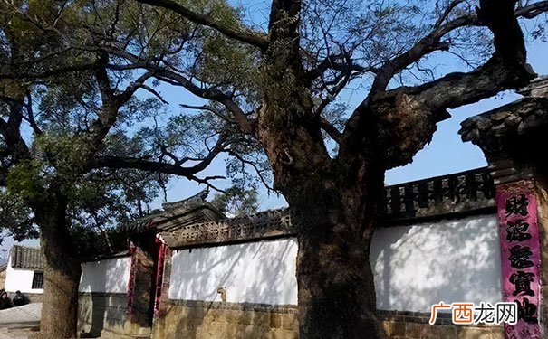 五种旺财又旺宅的吉祥树 农村大门前种什么树最好