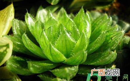 樱水晶的叶子变软了 樱水晶叶子为什么软了