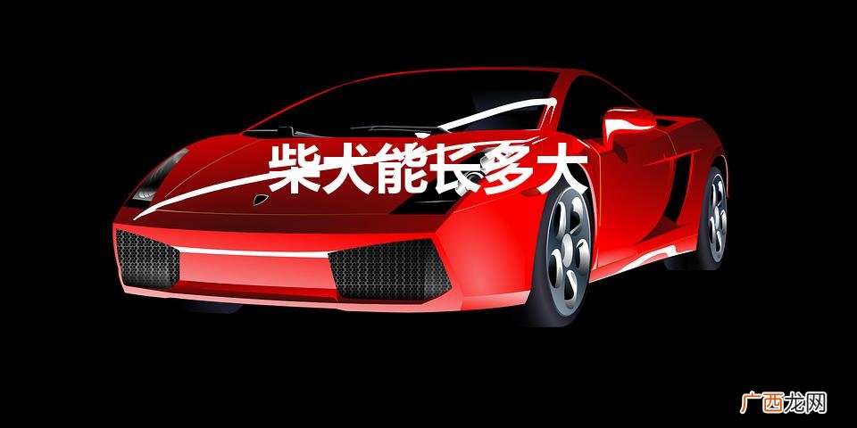 柴犬能长多大（柴犬能活多少年)