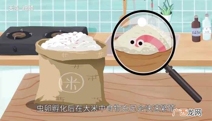大米生虫可用密封的塑料袋装起来 大米为什么会生虫