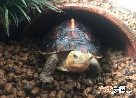 乌龟腐皮传染怎么处理，需要隔离吗 乌龟腐皮会传染吗